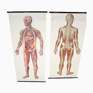 Deutsche Mid-Century anatomische Karten von Deutsches Hygiene Museum, 1950er, 2er Set