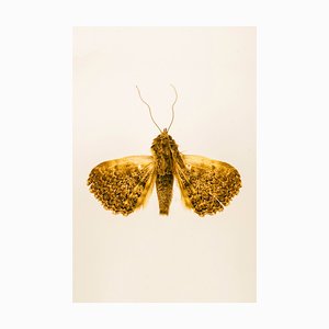 Dead Butterflies Society par Ramtin Zanjani