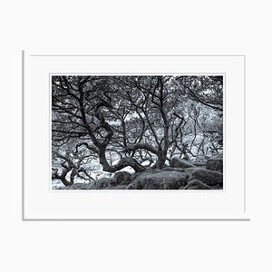 Ancient Trees Oversize Archival Pigment Print Framed in White by Tim Graham