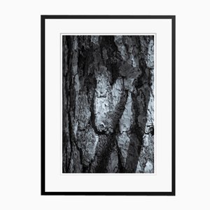 Orientalischer Schwarzübermalter Conifere Bark Oversize Pigment Print von Tim Graham