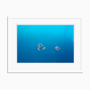 Istan Petals Oversize Archival Pigment Print Framed in White by Stuart Möller