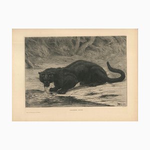 Black Panther - Gravure à l'Eau-Forte Original par Evert van Muyden - 1901