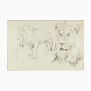 Foreground of a Lion - Original Pencil Drawing by Willy Lorenz - 1940s 1940s