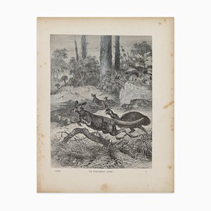 Cangaroos in Danger - original Lithograph de F. Specht - 1879 1879