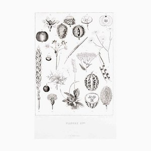 Planche 2 - Les Fleurs Animées Vol.II - Lithograph by J.J. Grandville - 1847 1847