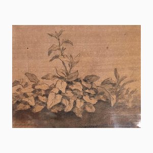 Plantas - Dibujo original de tinta de China de Jan Pieter Verdussen - 1740 1740