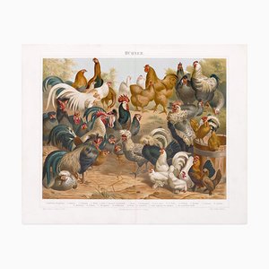 Pollo y gallinas - Litografía original - Década del siglo XIX Década de 1890