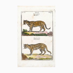 Paar Wildkatzen - Original Radierung - 17. Jahrhundert