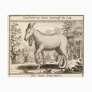 Zebras - Original Radierung - 18. Jahrhundert