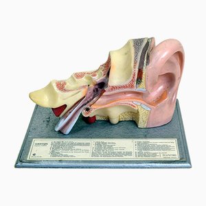 Orecchio anatomico vintage in plastica e legno di Somso, anni '60