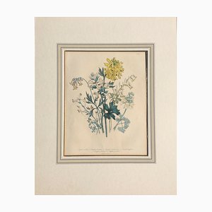 Day & Haghe for the Queen, Corydalis Nobilis Lithograph