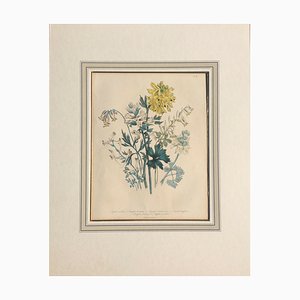 Day & Haghe für die Königin, Corydalis Nobilis Lithographie