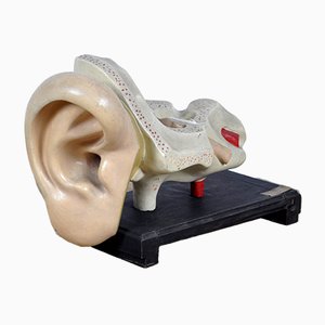 Modelo anatómico del oído, 1952