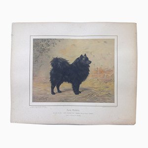 H. Sperling for Wilhelm Greve, Black Spitz Dog, Antique Chromolithograph of a Purebred Dog