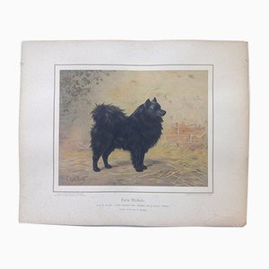 H. Sperling für Wilhelm Greve, Schwarzer Spitzhund, Antike Chromithographie eines Reinrassigen Hundes