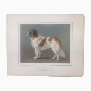 H. Sperling für Wilhelm Greve, Langhaariger Bernardiner Hund, Antike Chromolithographie eines reinrassigen Hundes