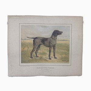 H. Sperling für Wilhelm Greve, Deutsche Kurzhaarige Spürhund Spotted, Antike Chromolithografie eines Reinrassigen Hundes