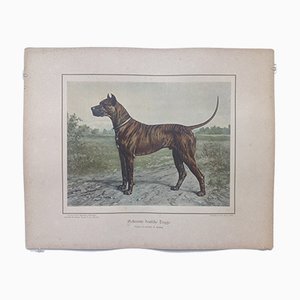 H. Sperling für Wilhelm Greve, Brindle Deutsche Dogge Hund, Antike Chromolithografie eines reinrassigen Hundes