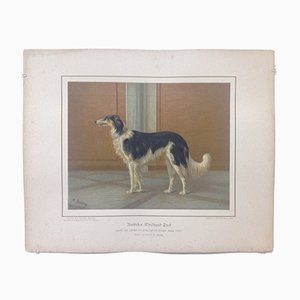 H. Sperling for Wilhelm Greve, Russian Greyhound Dog, Antique Chromolithograph of a Purosangue