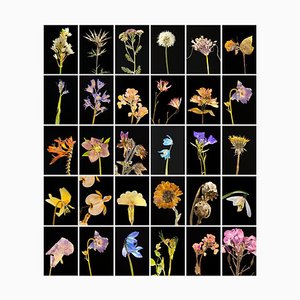 Chincherinchee - Botanical Color Photography Prints 2019