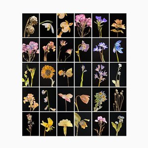 Poppy - Botanical Color Photography Prints 2019