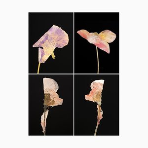 Pansy Iv - Botanical Color Photography Prints 2019