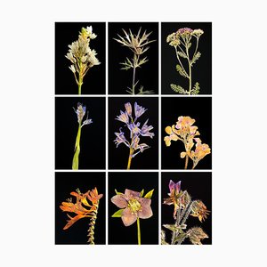 Stampe Chincherinchee Ix - Fotografia botanica a colori 2019