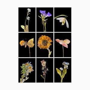 Forget Me Not Ix - Botanical Color Photography Prints 2019