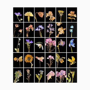 Geranie - Botanische Farbfotografie Drucke 2019
