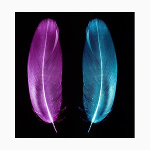 Plum & Ice Blue Pair of Feathers - Conceptual, Color Photography 2017