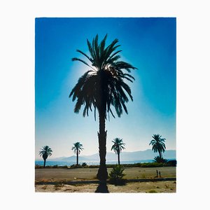 Palme, Salton Sea, Kalifornien - Blue Sky Palm Print Color Photo 2003