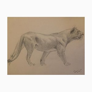 Wilhelm Lorenz - Lioness - Original Pencil sur Papier par Wilhelm Lorenz - Mid-20th Century