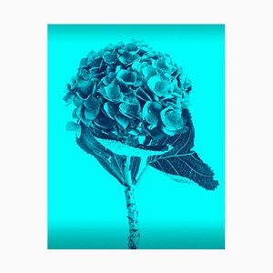 Mónica Sánchez-Robles, Blaue Blumen Fotografie