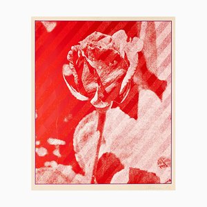 Pantalla Constantine Persians - the Rose - Original Print - 1973