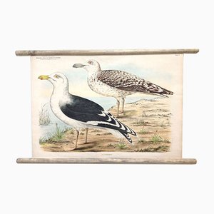 School Poster of Black-Backed Gull, Early 20th Century