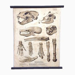 School Poster of Skulls and Hands, Anatomical Lithograph, Early 20th Century