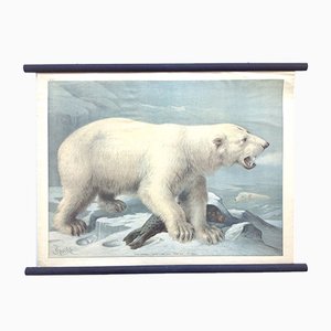 Poster scolastico di orso polare, litografia, inizio XX secolo