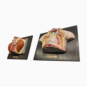 Anatomical Models, 1950s, Set of 2