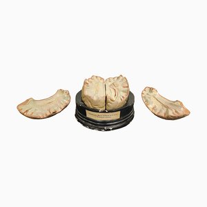 Modelo anatómico del cerebro humano, años 50