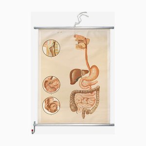 Póster anatómico de los órganos digestivos