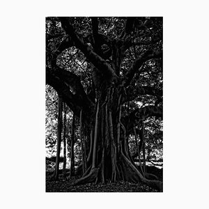 Black Tree Signed & Limited Edition, 2015