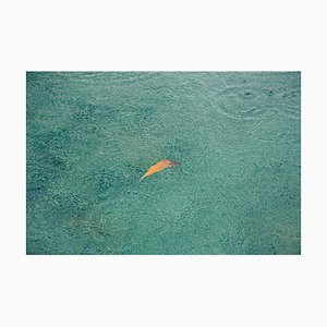 Yellow Leaf II, Signed Limited Edition Oversize Print, 2019