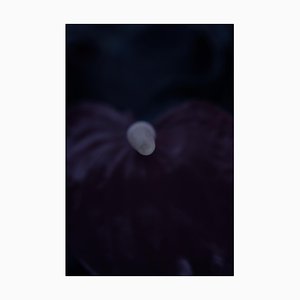 Dark Orchid, Signed Limited Edition Oversize Print, 2019