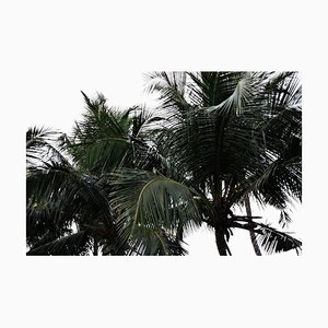 Tijuana Palms, Signed Limited Edition Oversize Print, 2013