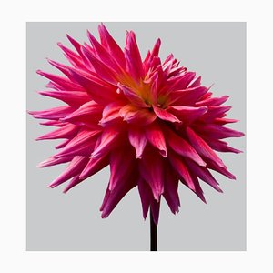 Dalia # 10, flores rosadas