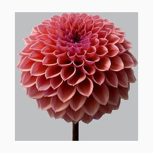 Dahlia # 11, Pink Flowers