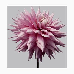 Dahlia # 12, Contemporary, Flowers