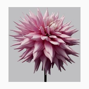 Dahlia #12, Photographie Contemporaine