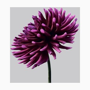 Dahlia # 3, Arte Contemporáneo