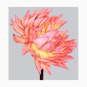 Dahlia #4, Fleurs, Art Contemporain